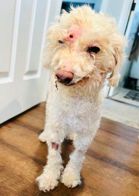 Dr Ron's Animal Hospital & Emergency