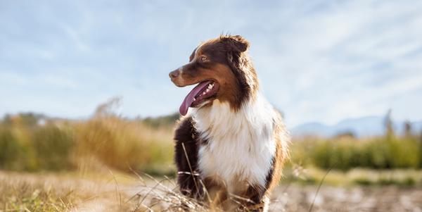 Founders Animal Hospital