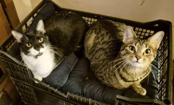 2 brothers ,love their doctor