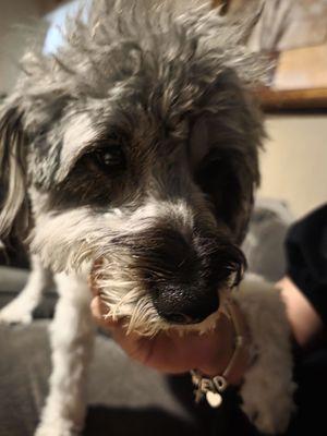 My dog looks so ugly