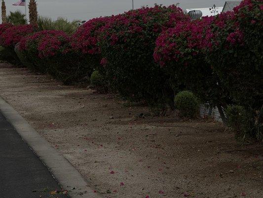 Olivares and Daughters Tree Service