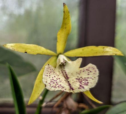 Kula Botanical Garden