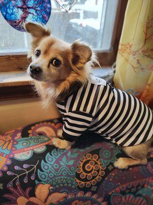 Hornell Animal Hospital