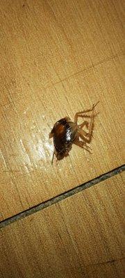 Red Roof PLUS+ Long Island - Garden City