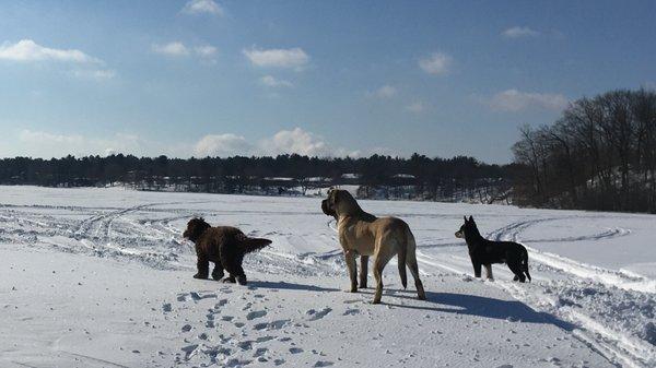 New Dog Day Forever Inc