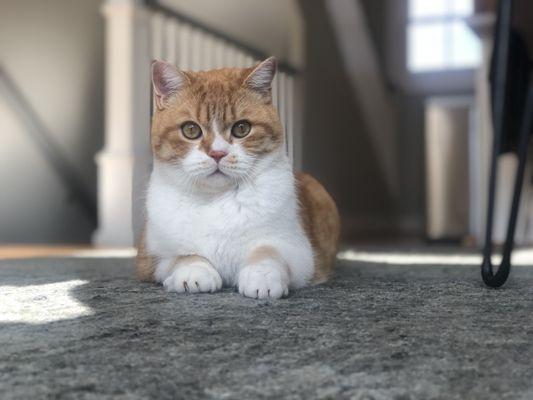 Furfect