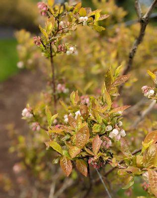 Gorgeous blueberry bushes bursting with blooms!