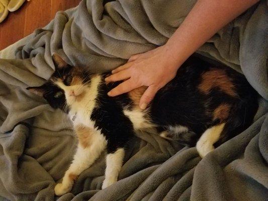 Shelly's Pet Sitting