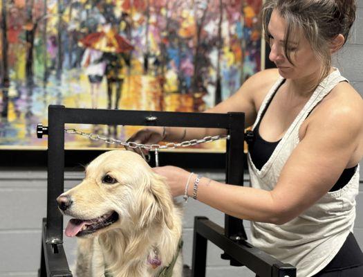 The Running Dog Studio