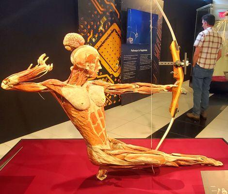 Body Worlds Exhibit