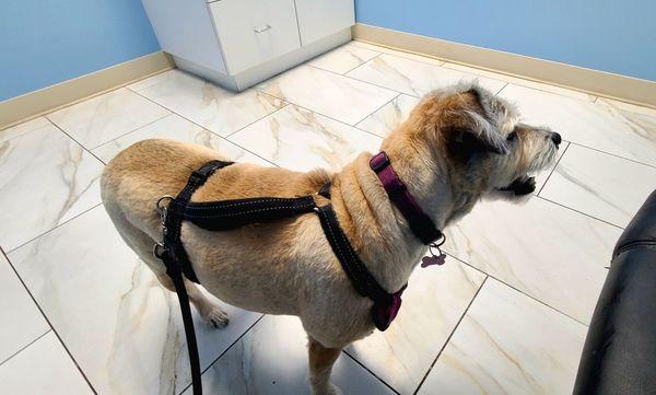 Surf City Pet Hospital