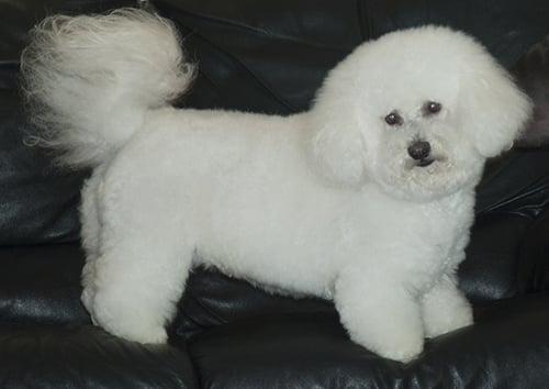 Pandora's Pet Palace