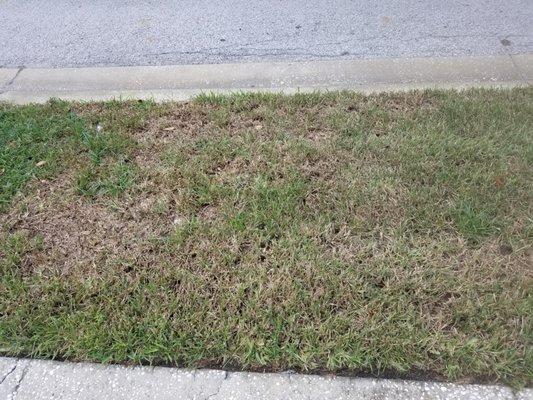 Florida Lawn & Pest Pros