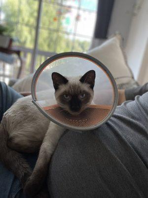 Kiddos after being fixed. Oh how they hate their cones.