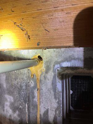 Angeles Pest Control