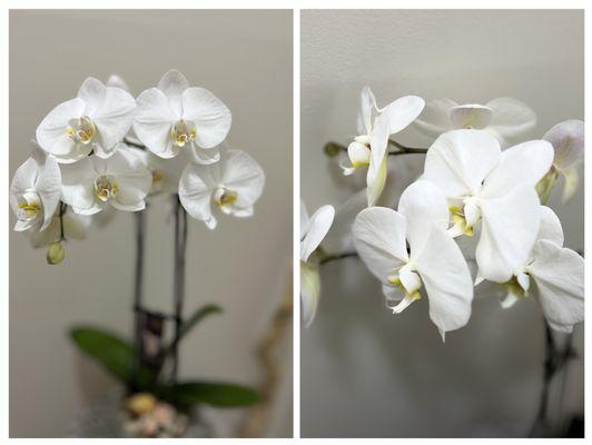 Brew's Creations in Floral