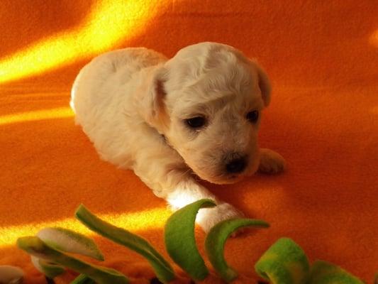 Bichon Puppy Love