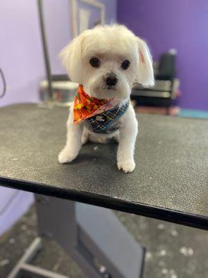 Puff N Stuff Pet Salon