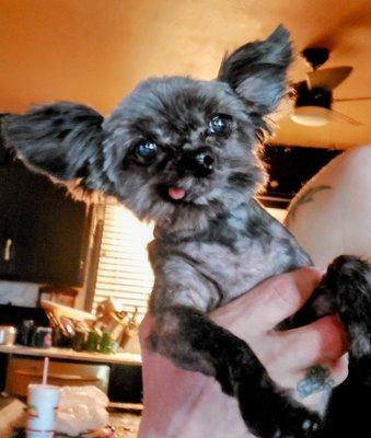 April's pet grooming