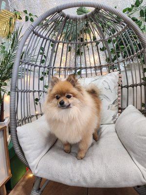 Kylo looking like a stud after his grooming sesh!!!!!