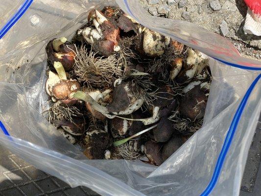 Park Avenue Tulip Dig