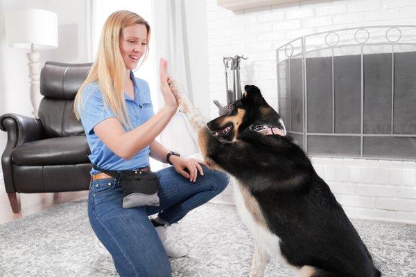 Wonder Dog Training & Games