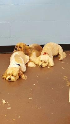 Dog Gone Gorgeous Grooming Salon