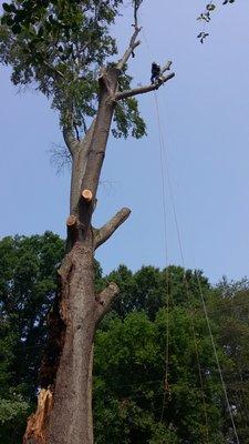Poole's Tree Experts