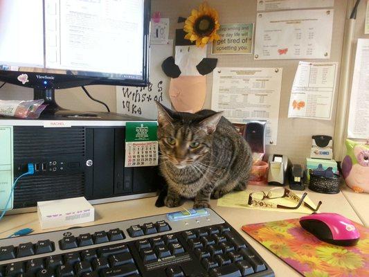 Stanley, my favorite office cat!