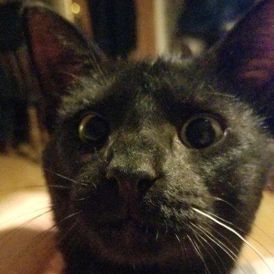 Loveableferals@gmail.com