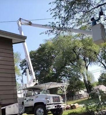 VIP TREE SERVICE ARBORIST