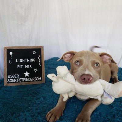 South Georgia Equine Rescue Inc.