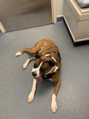 Bayshore Animal Clinic