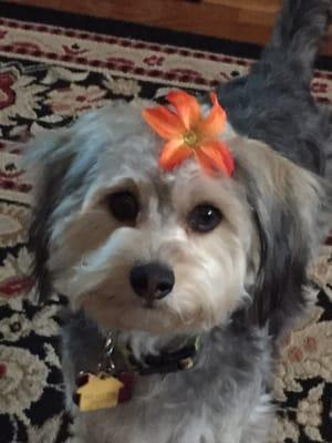 Poochies Dog Grooming, LLC