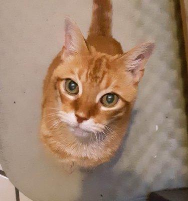 Four Paws Animal Hospital of Amityville