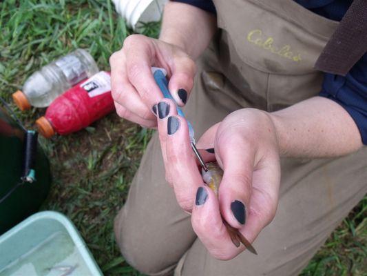 Coho salmon monitoring