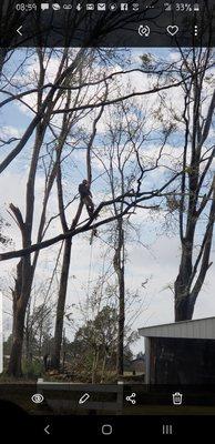 Floridas Heritage Tree Service