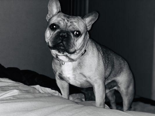 Next Level K9 Academy