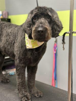 North Bark Pet Salon