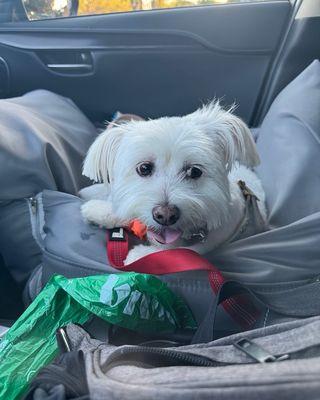 My fur baby - patient of Santa Monica Pet Medical