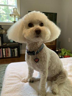 Tattle Tails Dog Grooming