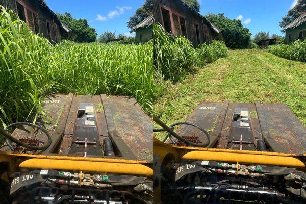 Before & after brush clearing with our CAT 259D and brush cutter to knock down heavy guinea grass and open up the side of this Kalaheo lot.