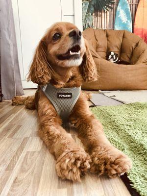 Little Dog Adventures