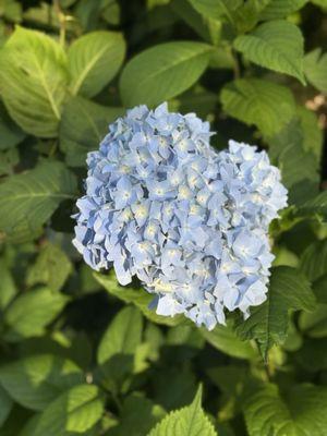Wild hydrangeas
