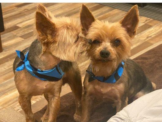 Warm Springs Grooming