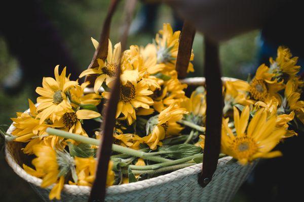 Columbia Gorge Natural Dyes