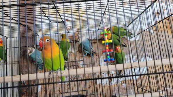 Finches & Cockatiels