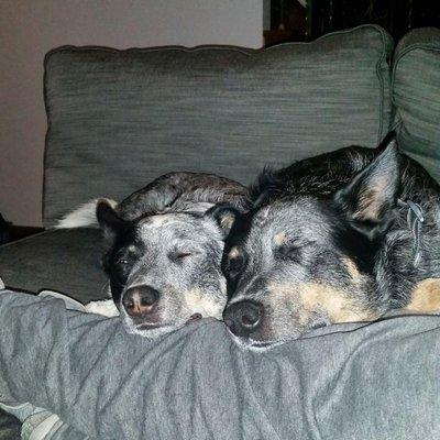 Amityville Animal Hospital