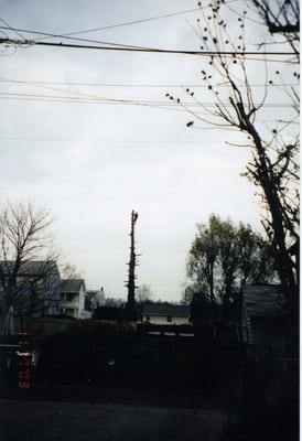 Daniel Pedia Services