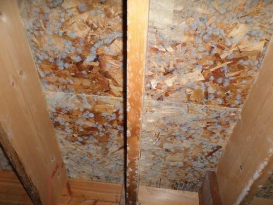Mold remediation after pic